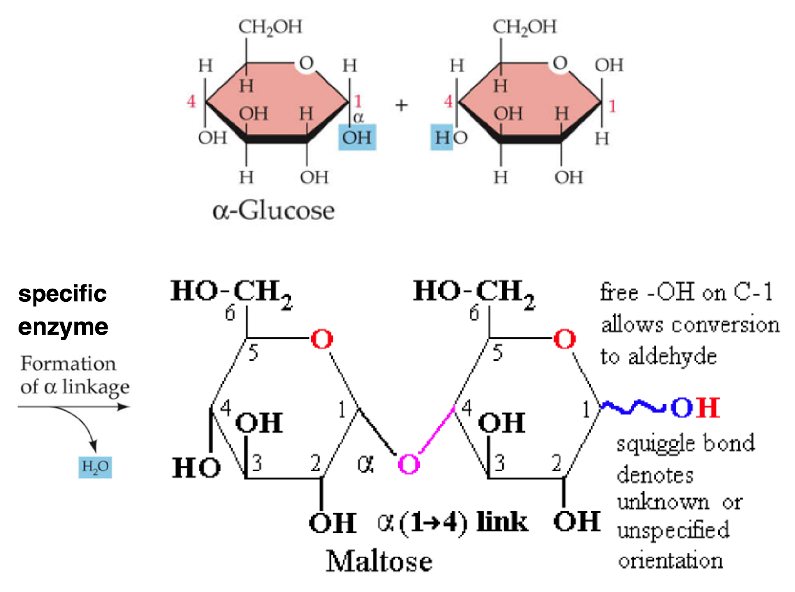 alpha 1,4 glycosidic linkage creates maltose

Multiple 1,4 linkages in a row becomes Starch

\
CH2OH groups are all on the same side, bending the polymer resulting in a spiral shape.