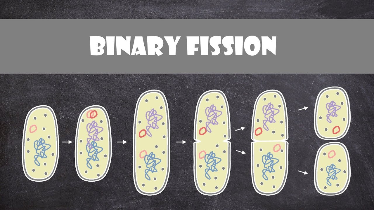 <p>through binary fission</p>