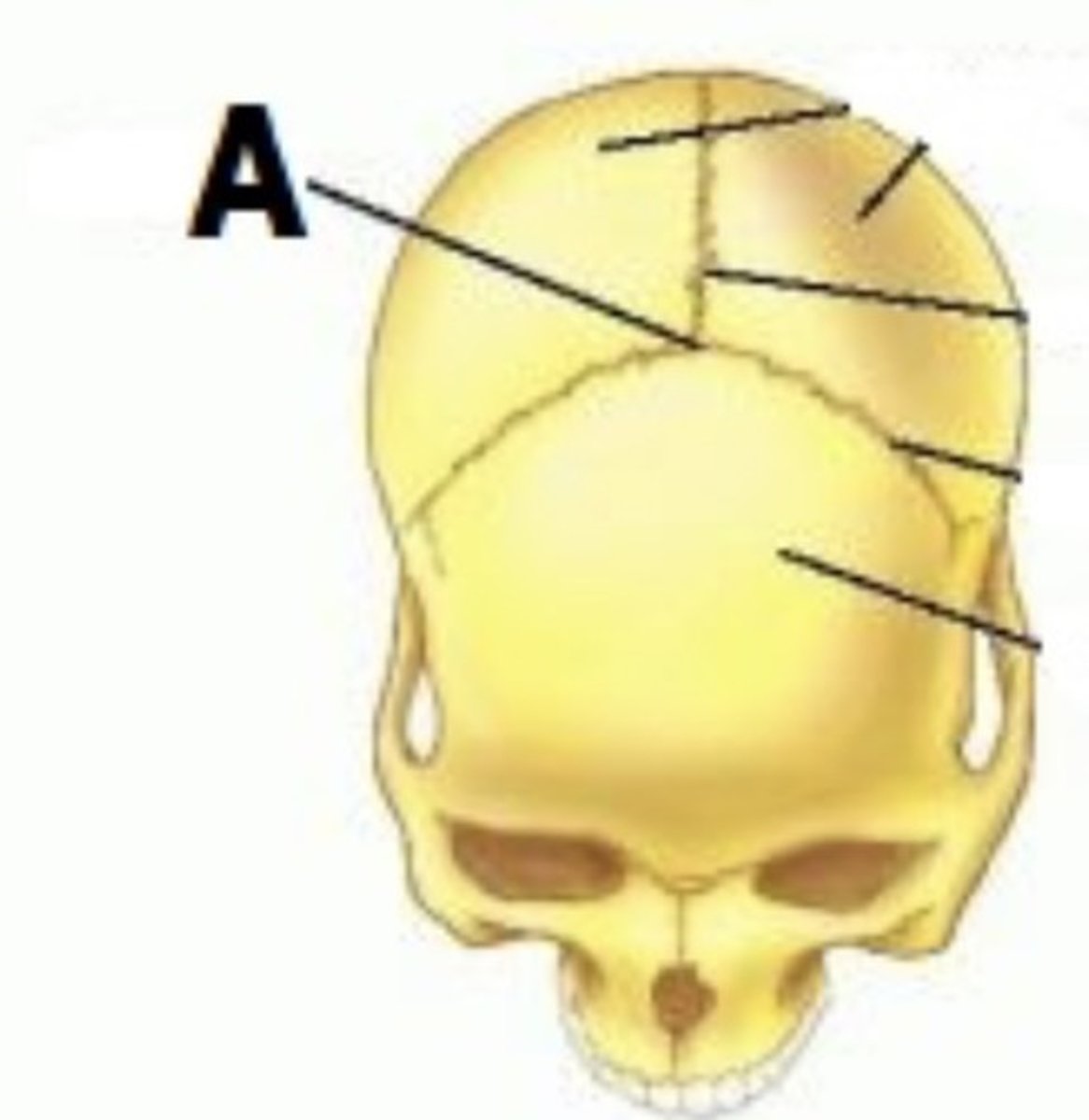 <p>What junction point is seen?</p>