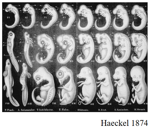 <p>Ernst Haeckel: embryos of ‘higher’ animals pass through stages that resemble the adult forms of their evolutionary ancestors</p><ul><li><p>outdated, higher &amp; lower animals not relative as every organism is evolved to full capacity</p></li><li><p>modern biology emphasizes the complexity of evolutionary processes</p></li></ul><p></p>