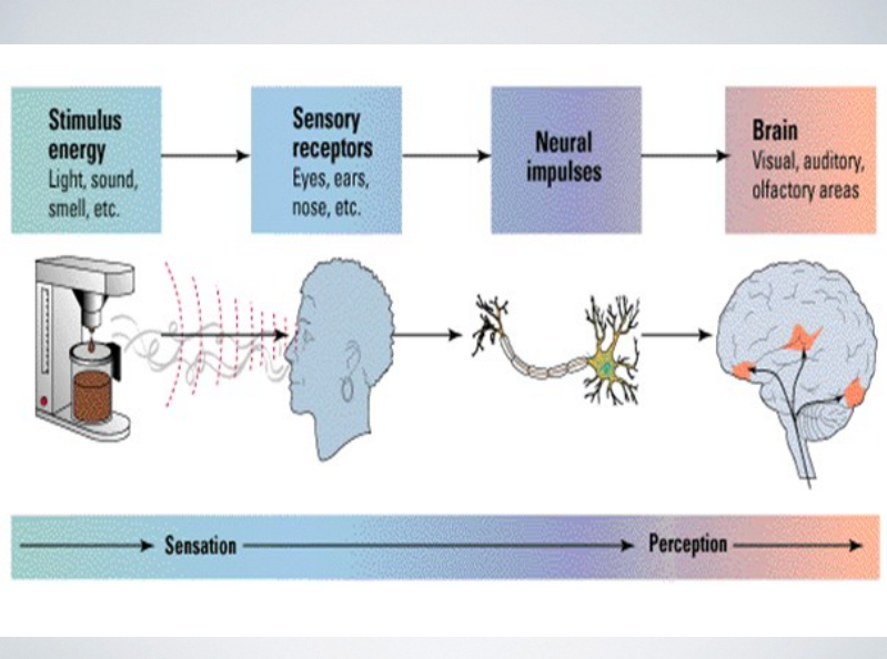 <ol><li><p>stimulus energy</p></li><li><p>sensory receptors</p></li><li><p>neural impulses</p></li><li><p>brain</p></li></ol><p></p>