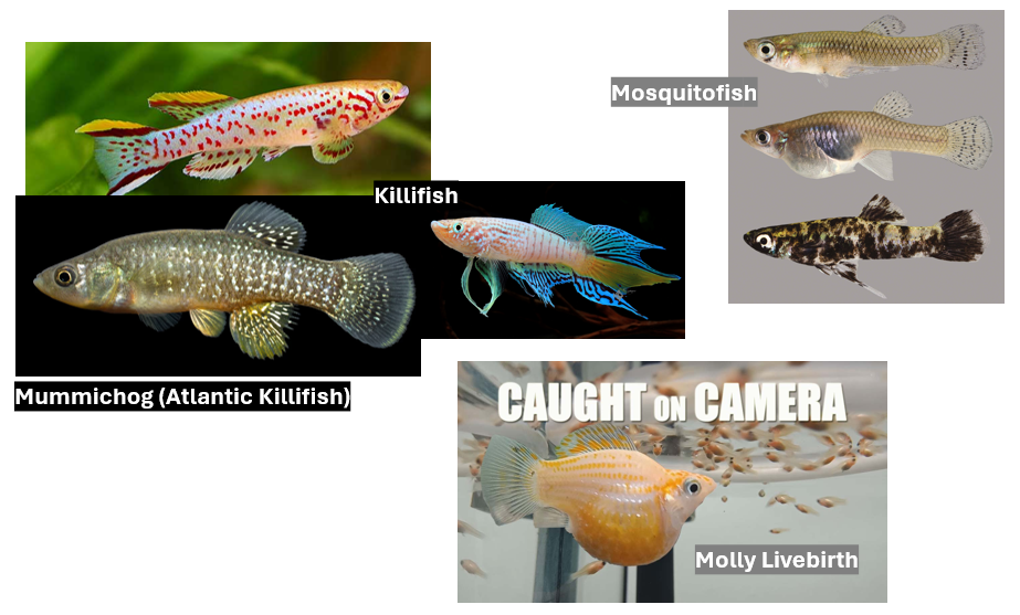 <p>Clade of <strong>killifishes</strong>, mosquitofish, mollies, and livebearers</p>