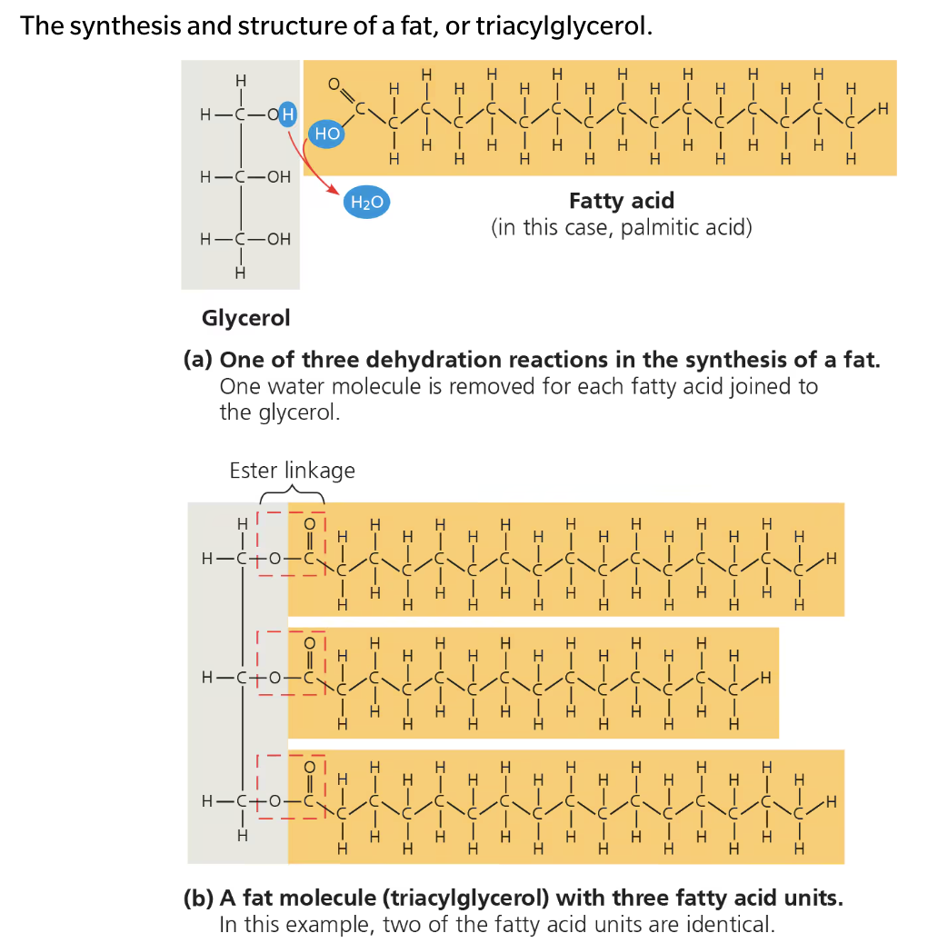 <ul><li><p>Large molecules assembled from smaller molecules by dehydration synthesis</p></li><li><p>Consists of a glycerol molecule joined to three fatty acids</p><ul><li><p>Glycerol is an alcohool; each of its three carbons bears a hydroxyl group</p></li><li><p>Fatty acid has a long carbon skeleton, ususally 16 or 18 carbon atoms in length</p><ul><li><p>Carbon at one end of the skeleton is part of a carboxly group, gives the name fatty acid.</p></li></ul></li><li><p>Rest of skeleton consists of hydrocarbon chain</p><ul><li><p>Non polar C—H in hydrocarbon makes fats hydrophobic</p></li></ul></li></ul></li><li><p>Connected by ester linkage, via dehydration synthesis (bond between a hydroxyl group and carboxyl group)</p></li></ul><p></p>