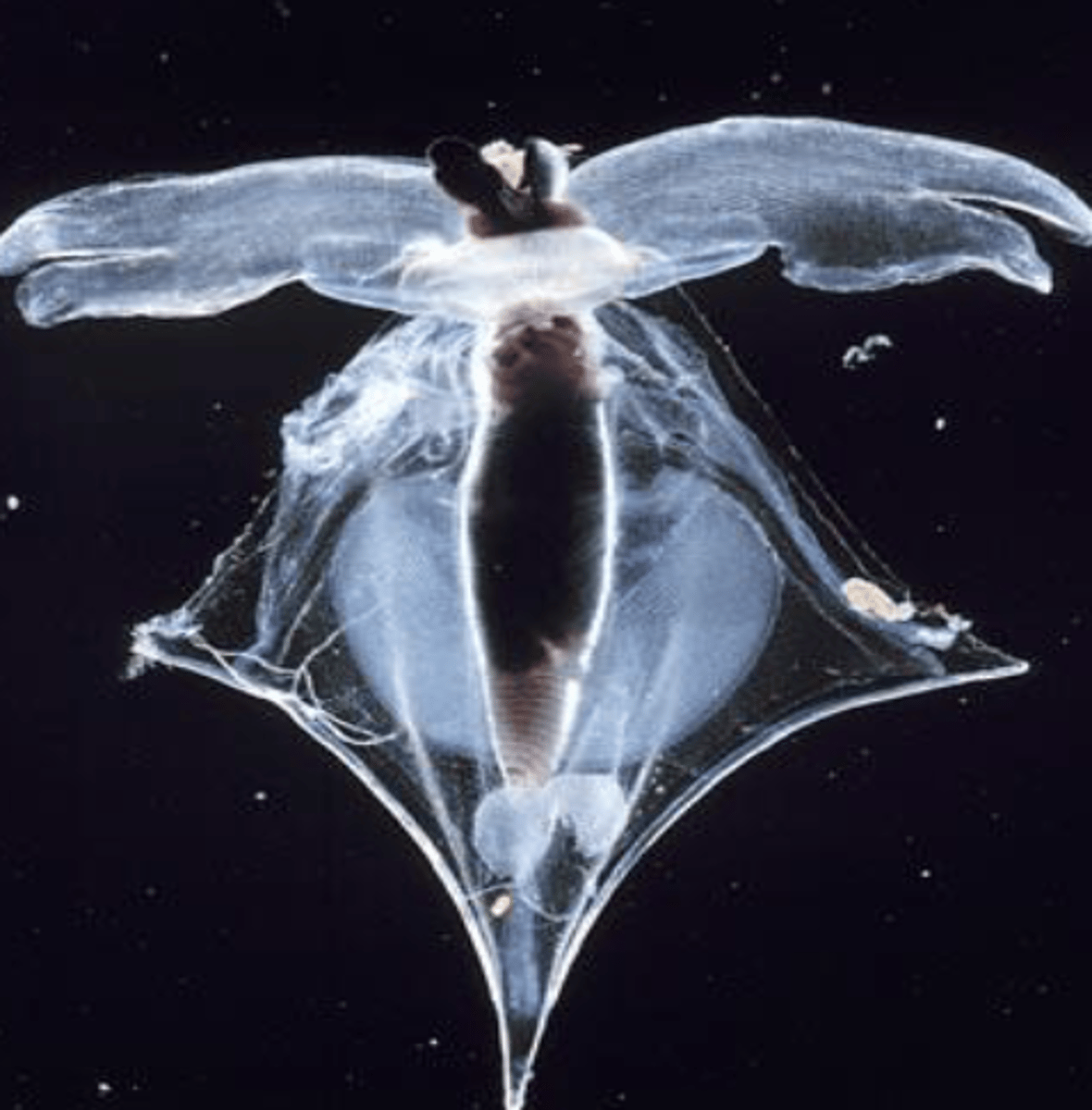 <p>Small pelagic snails. Aragonite. Only shallow warm waters because aragonite is very soluble</p>