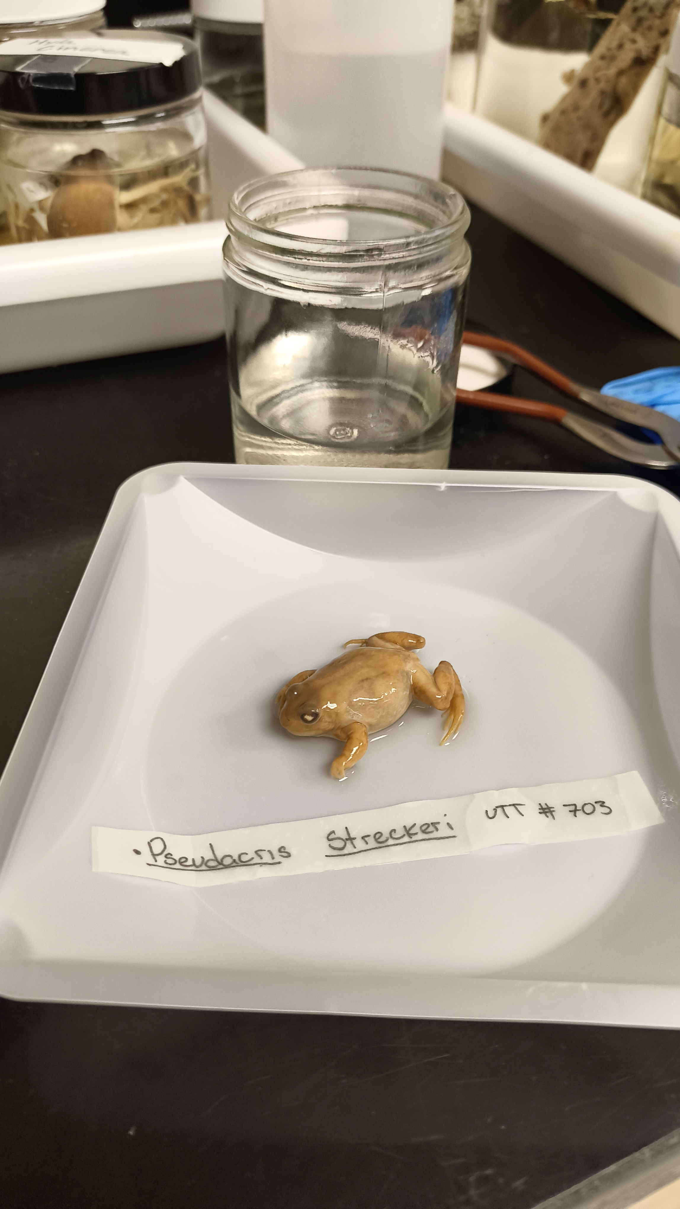 <p>Hylidae Pseudacris streckeri</p>