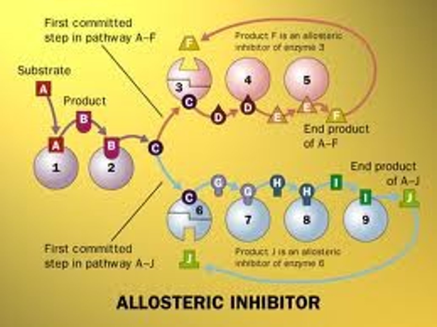 <p>A product produced later in a catalytic pathway which inhibits the activity of enxymes earlier in the catalytic pathway.</p>