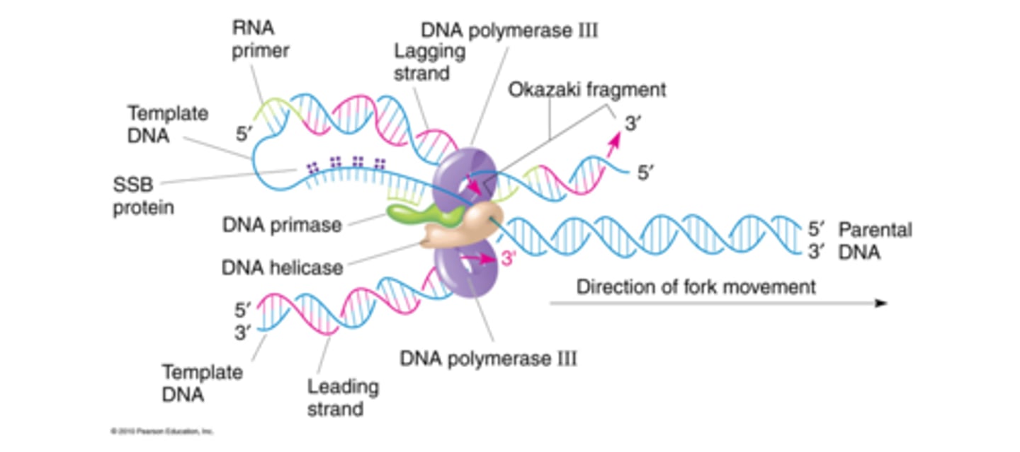 <p>Two identical polymerase-protein complexes that synthesizes both strands at the replication fork.</p>