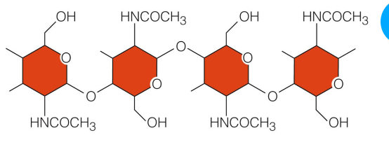 Chitin structure <br /> 