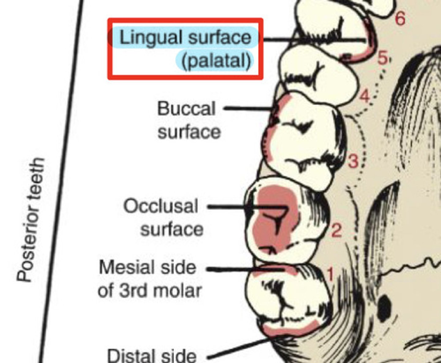 <p>surfaces towards tongue (all teeth)</p>