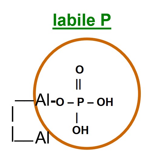 <p><span><span>ortho. P ions form a single ‘covalent’ O-P bonds with clay mineral surfaces</span></span></p>