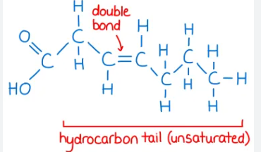 <p>when some of those carbon atoms are connected to each other with double bonds, those carbons are not able to form more bonds and therefore cannot form bonds with hydrogens, so they are not saturated with hydrogen and are considered unsaturated&nbsp;</p>
