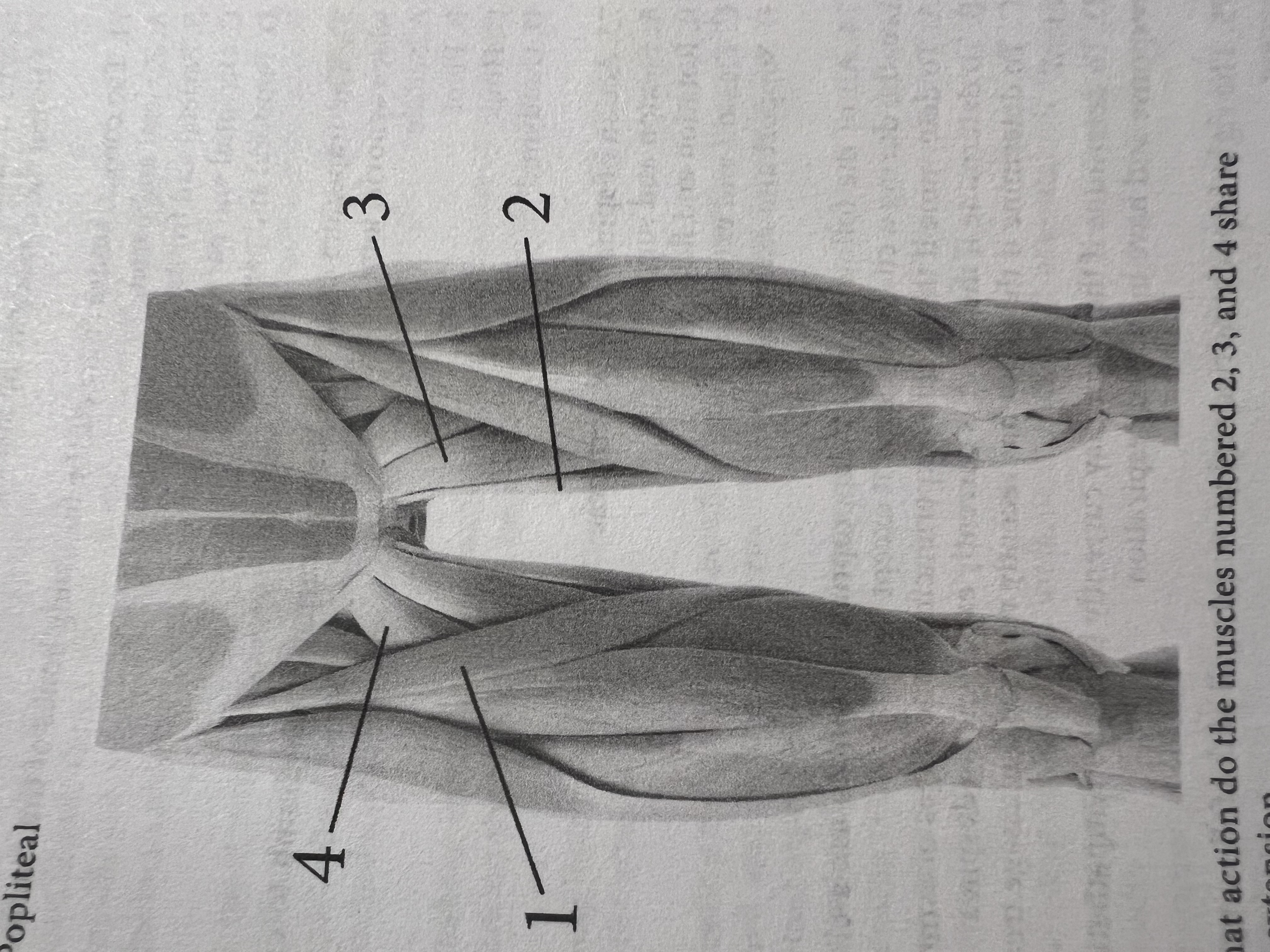 <p>What actions do the muscles number two, three, and four share</p>