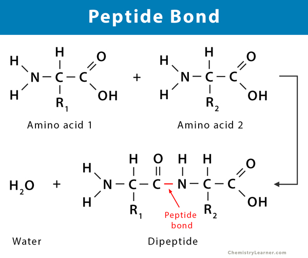 <p>2 amino acids that bond together during a condensation reaction, forming a dipeptide and water molecules.</p><ul><li><p>This bond is a peptide bond.</p></li></ul><p></p>