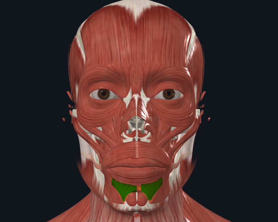 <p><strong>Nombre alterno: </strong>Depresor del labio inferior‎</p><p><strong><mark data-color="yellow" style="background-color: yellow; color: inherit">Origen: </mark></strong><mark data-color="yellow" style="background-color: yellow; color: inherit">Línea oblicua externa‎</mark></p><p><strong><mark data-color="blue" style="background-color: blue; color: inherit">Inserción: </mark></strong><mark data-color="blue" style="background-color: blue; color: inherit">Comisura labial‎</mark></p><p><strong><mark data-color="red" style="background-color: red; color: inherit">Acción: </mark></strong><mark data-color="red" style="background-color: red; color: inherit">Desciende el labio inferior‎</mark></p><p><strong><mark data-color="purple" style="background-color: purple; color: inherit">Inervación:‎</mark></strong><mark data-color="purple" style="background-color: purple; color: inherit"> Nervio Facial</mark><strong><br><mark data-color="green" style="background-color: green; color: inherit">Relaciones:‎ X</mark></strong></p><p><strong>Notas: X</strong>‎</p>