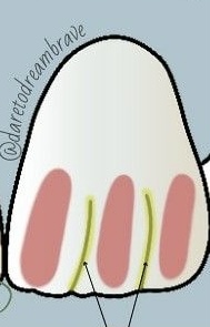 <p>Ontwikkelingsgroef, primaire groef</p>