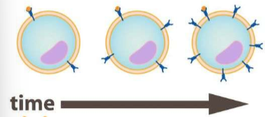 <p>lower signals so more receptors</p>