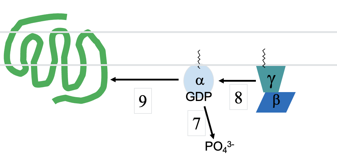 <ol><li><p><span style="font-family: Arial">Inactive form of G-protein has GDP bound to G</span><span style="font-family: Symbol"><sub>a</sub></span><span style="font-family: Arial">.&nbsp;</span></p></li><li><p><span style="font-family: Arial">G-protein activated by GPCR (usually via agonist binding) to release GDP and bind GTP.</span></p></li><li><p><span style="font-family: Arial">G</span><span style="font-family: Symbol"><sub>a</sub></span><span style="font-family: Arial"><sub> </sub>-GTP uncouples from GPCR and G</span><span style="font-family: Symbol"><sub>bg</sub></span><span style="font-family: Arial">, and each complex acts on effector(s).</span></p></li><li><p><span style="font-family: Arial">Intrinsic GTPase of G</span><span style="font-family: Symbol"><sub>a</sub></span><span style="font-family: Arial"> cleaves GTP to GDP + PO<sub>4</sub><sup>3- </sup>(inactivates G</span><span style="font-family: Symbol"><sub>a</sub></span><span style="font-family: Arial">)</span></p></li><li><p><span style="font-family: Arial">then G</span><span style="font-family: Symbol"><sub>bg</sub></span><span style="font-family: Arial"> can couple to G</span><span style="font-family: Symbol"><sub>a</sub></span><span style="font-family: Arial"><sub> </sub>(inactivates G</span><span style="font-family: Symbol"><sub>bg</sub></span><span style="font-family: Arial">)</span></p></li><li><p><span style="font-family: Arial">Heterotrimerthen can couple GPCR again.</span></p></li></ol><p></p>