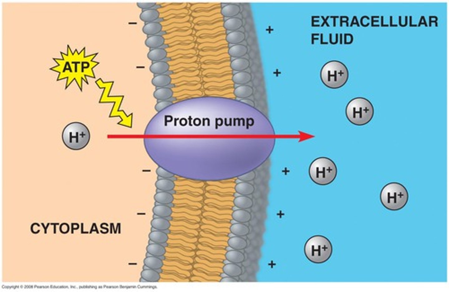 <p>the major electrogenic pump. Transports protons out of the cell and transfers positive charge form the cytoplasm to the extracellular solution.</p>