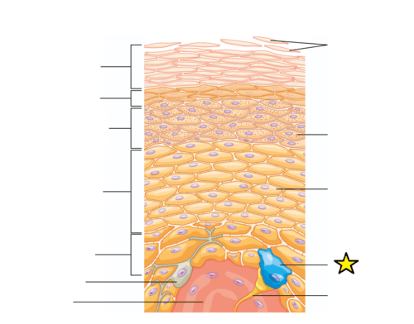 <p>Tactile epithelial cells, are oval-shaped mechanoreceptors essential for light touch sensation and found in the skin of vertebrates.</p>