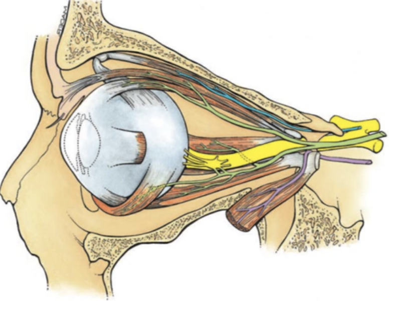 <ul><li><p>control skeletal muscles that move the eyeball as a group</p></li></ul><p></p>