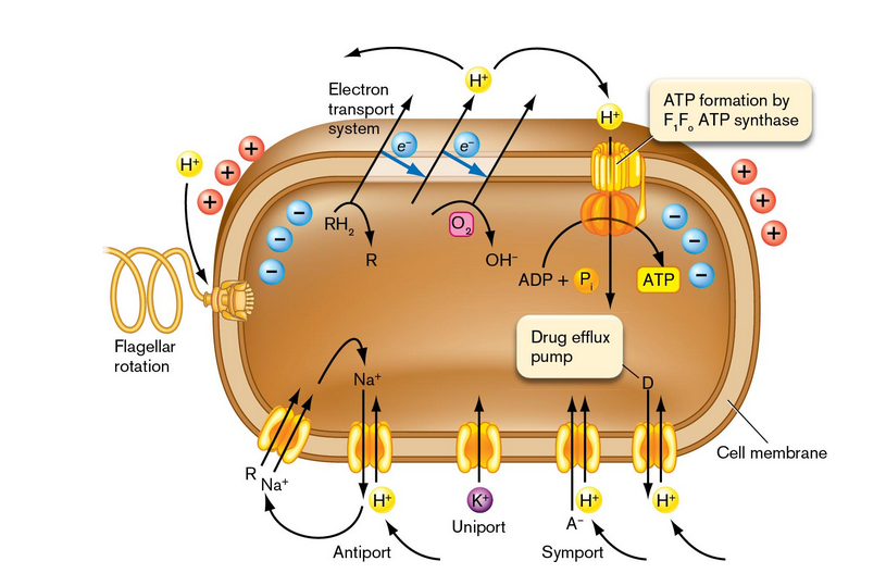 <ul><li><p>uptake of nutrients</p></li><li><p>efflux of antibiotics</p></li><li><p>flagellar movement</p></li><li><p>synthesis of ATP</p></li></ul>