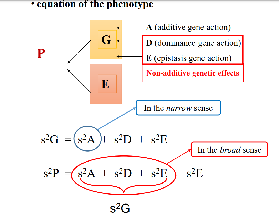* strength of inheritance of a character ( likely or not to be transferred) 
* based on how much relatives resemble each others 
* concerned with differences between inidivuals or group of individuals == not absolute values 
* value between 0 and 1 ( 0= no genetic variability) 

\
* can be used in a
  *  narrow sense : includes only A ( additive types of gene action)  or average effect of each gene in population 
  *  broad sense :  all of the effect of the heredity for each individual + addition of variation due to additive gene ( dominance…)

  \
