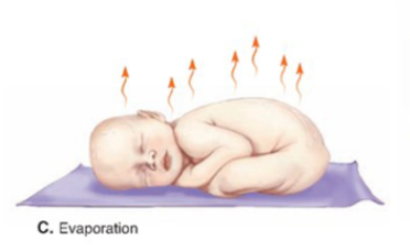 <ul><li><p>heat loss due to evaporation of water from body surfaces; heat absorbed by water during evaporation is known as heat of vaporization</p></li><li><p>a mechanism of cooling the body down </p></li></ul><p></p>