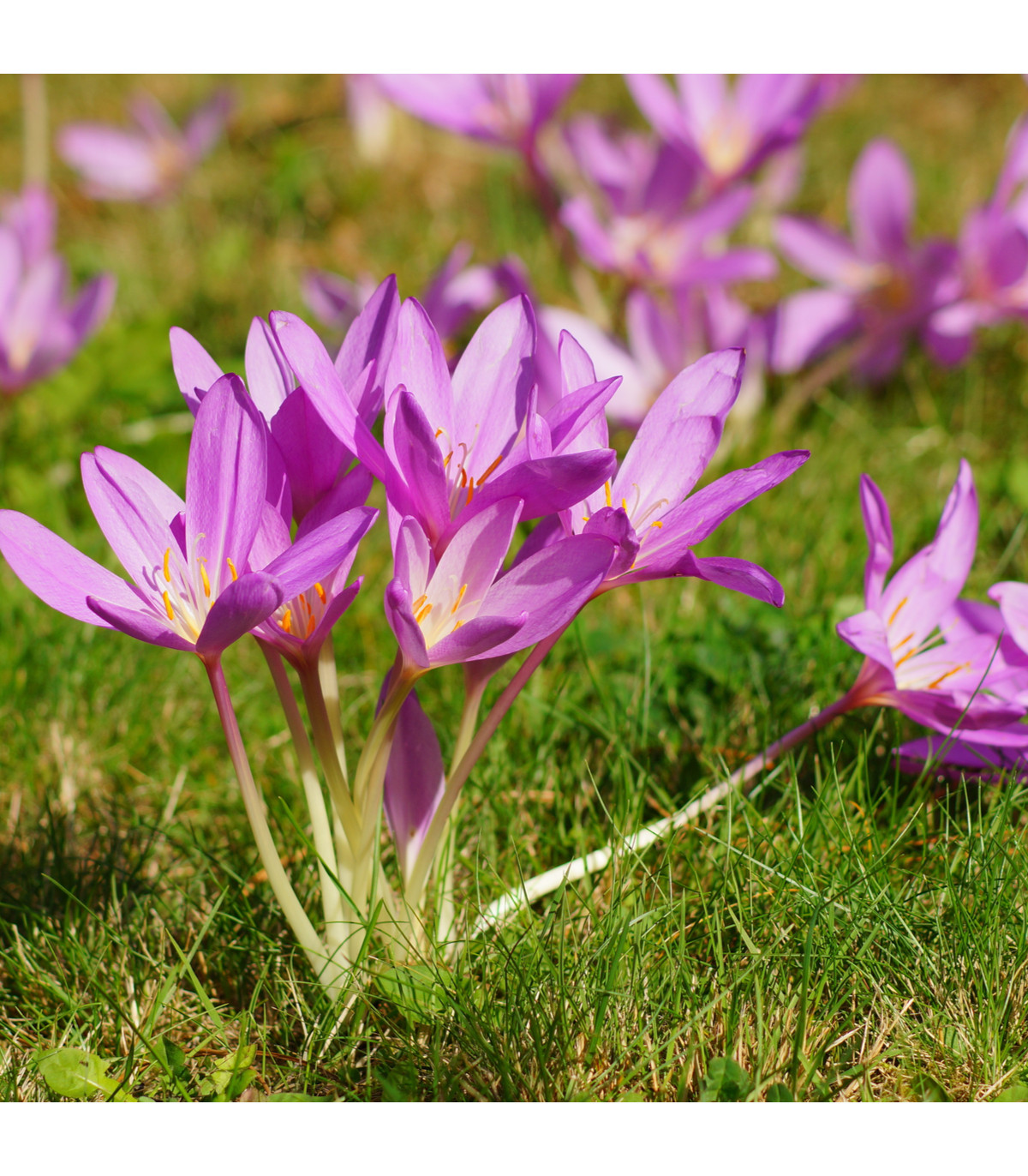 <p><em>Colchicaeae -</em> ocúnovité</p><p><em>Colchicum autumnale -</em> ocún jesenní</p>