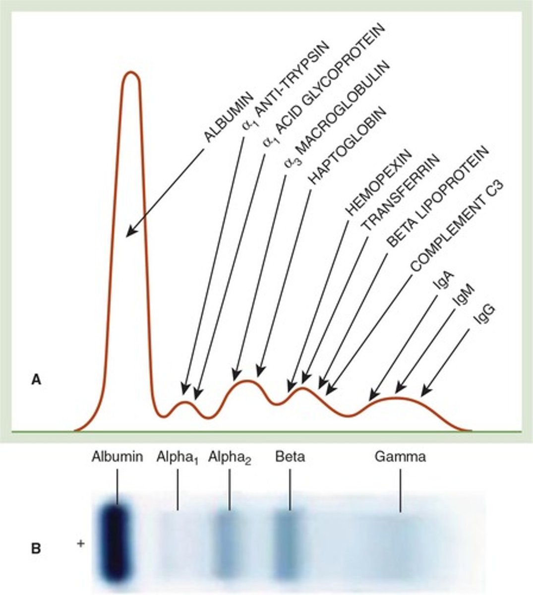 <p>Technique to separate proteins based on size and charge.</p>