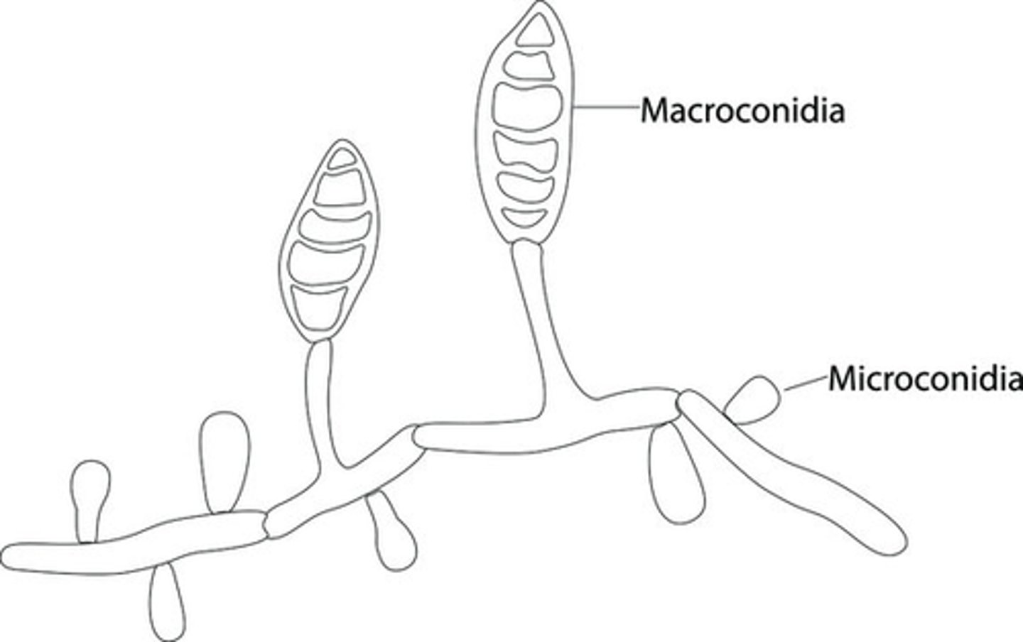 <p>Macroconidia</p>