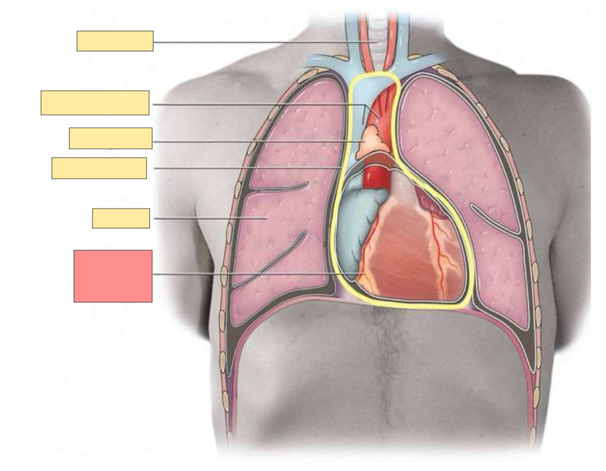 <p>What organ is this? </p>