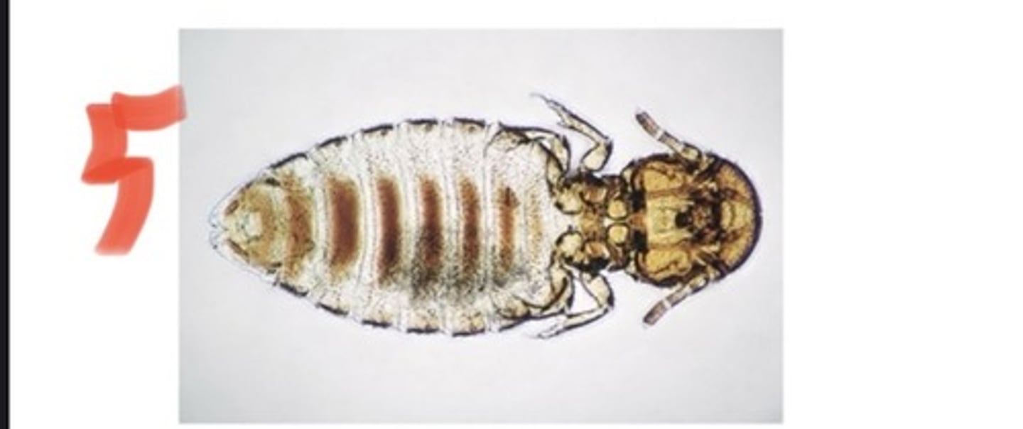 <p>The louse of the cow is called a(n) __ species</p>