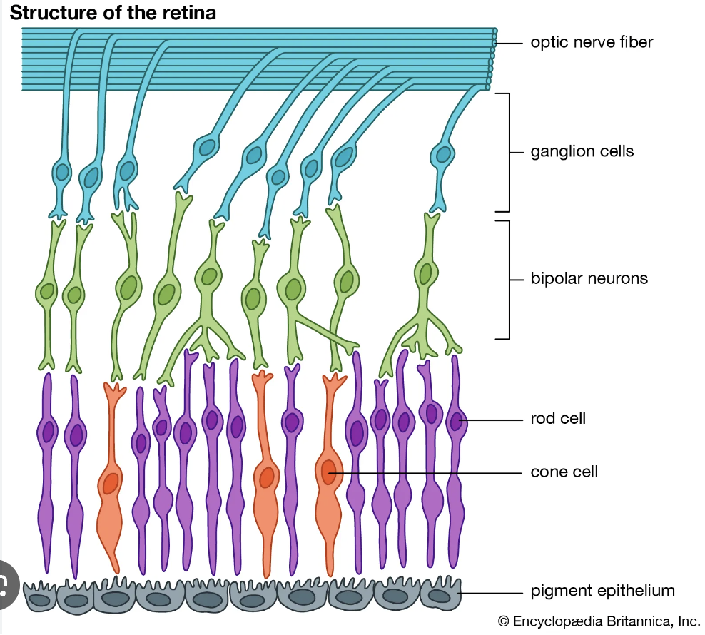 <p>retina</p>