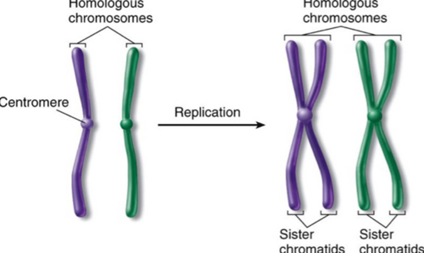 <p>A pair of matching chromosomes, one maternal and one paternal.</p><p>● Humans have 23 pairs of chromosomes, 46 in total — two number 1s, two number 2s, two number 3s etc.</p><p>● 46 is the diploid number</p><p>(can be double or single armed)</p>