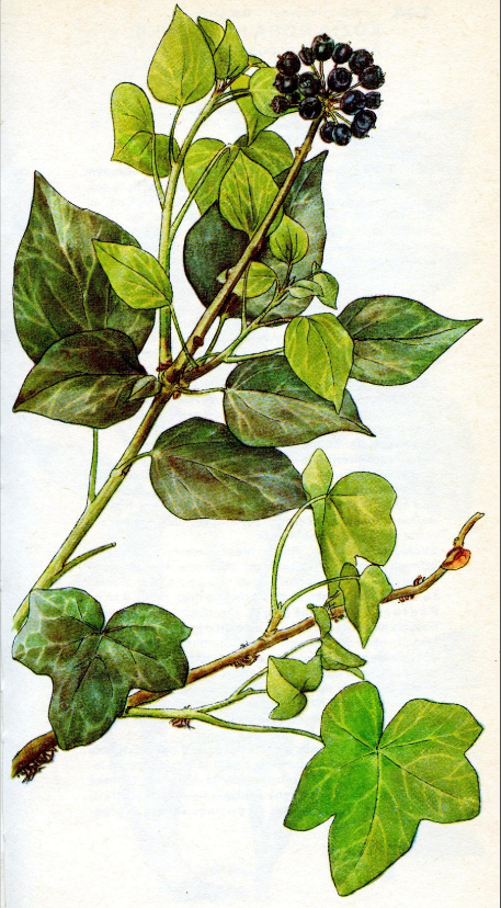 <p>středně vlhko, indeferentní, polostín</p>