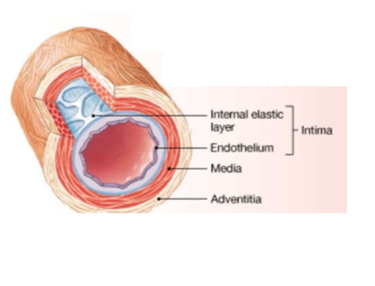<p>artery vs vein structure Elastic Artery (Largest Artery)</p>