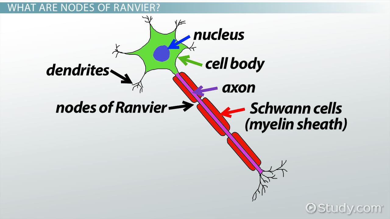 <p>natural gaps in myelin sheath</p>