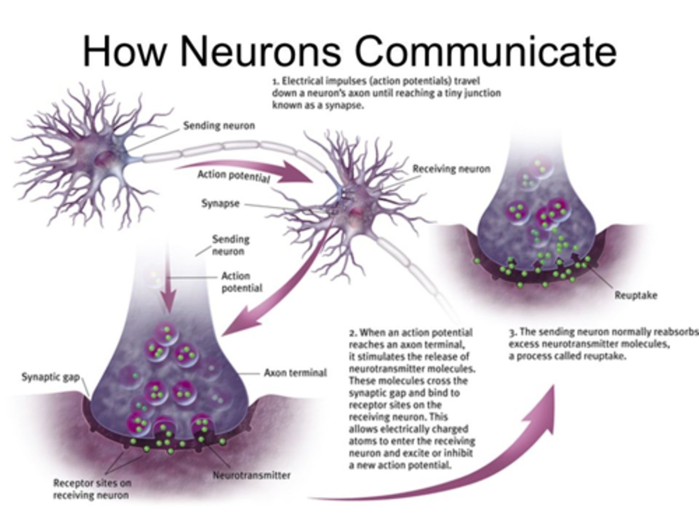 <p>a neurotransmitter's reabsorption by the sending neuron</p>