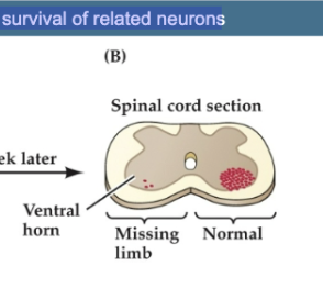 <p>Figure 23.12- Target-derived trophic support regulates survival of related neurons</p><p>Figure B</p>