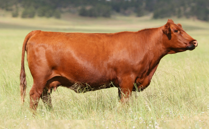<ul><li><p>Same genetics as an Angus minus the red gene</p><ul><li><p>Always polled</p></li></ul></li><li><p>Even etter maternal instincts than the Angus</p></li><li><p>Can better withstand <strong>heat </strong>due to lighter coloring</p><ul><li><p>Darker colors absorb more heat</p></li></ul></li><li><p>Genetics</p><ul><li><p>Black gene is dominant</p></li><li><p>BB &amp; Br - Black</p></li><li><p>rr - Red</p></li></ul></li></ul><p></p>