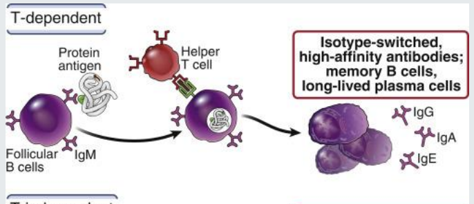 <p>T-dependent B-cell responses <strong>require </strong>the anti<strong>gen</strong> to have a <strong><mark data-color="#c3e4ff" style="background-color: rgb(195, 228, 255); color: inherit;">protein component</mark></strong><mark data-color="#c3e4ff" style="background-color: rgb(195, 228, 255); color: inherit;">.</mark></p><p>isotype switched, <strong><mark data-color="#c5ebff" style="background-color: rgb(197, 235, 255); color: inherit;">high affinity antibodies</mark>, memory </strong>B cells, long lived plasma cells</p><p><mark data-color="#d5fdc7" style="background-color: rgb(213, 253, 199); color: inherit;">needs T cell receptor to help cross link antigen </mark></p>