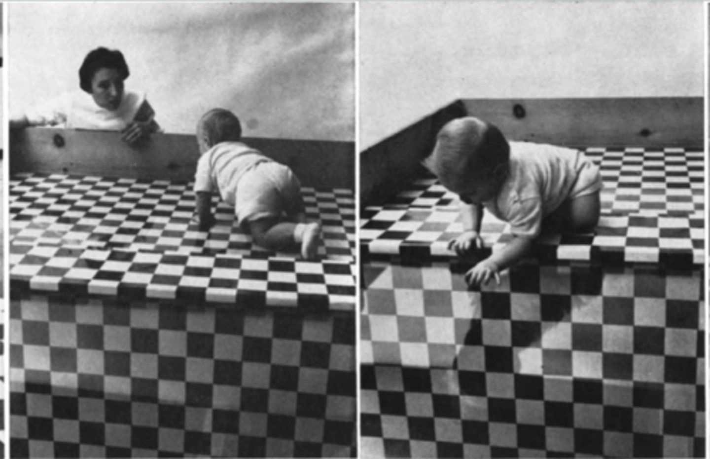 <p>Infants, once acquiring the ability to crawl exhibit depth perception and avoid crossing a perceived drop off.</p>