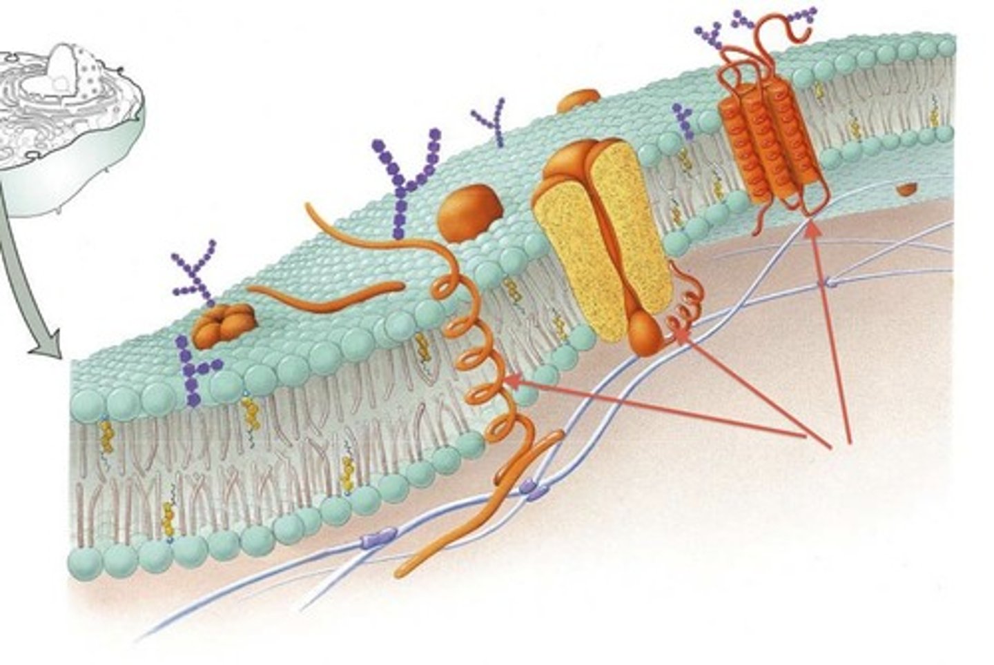 <p>-unlike other types of proteins, transmembrane proteins can be identified by their characteristic stretch of 17 to 20 amino acids that span the hydrophobic area of the membrane</p><p>-the ends of these transmembrane proteins are polar, charged and hydrophilic (so they can interact with water containing area of inside and outside of the cell)</p><p>-the middle ends of the amino acid chain that is found in the center of the membrane is hydrophobic and nonpolar( just like the tails, it is placed it a way that does not interact with aqueous environment of inside and outside of the cell)</p>