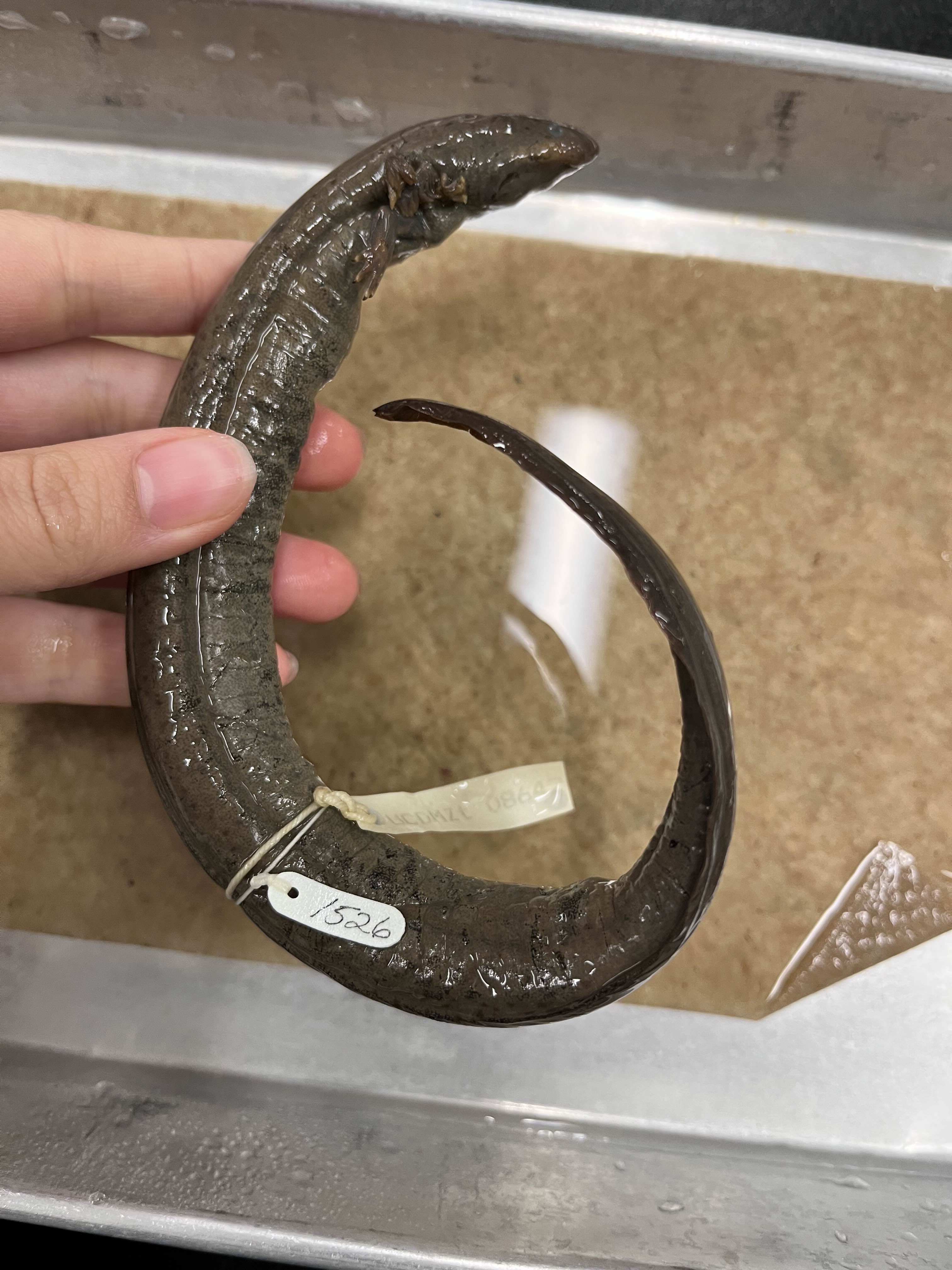 <p>Family?</p><ul><li><p><strong>No hind limbs</strong></p></li></ul><ul><li><p><strong>Paedomorphic</strong></p></li><li><p>>10 species (less than)</p></li><li><p>Southern US</p></li></ul><p></p>