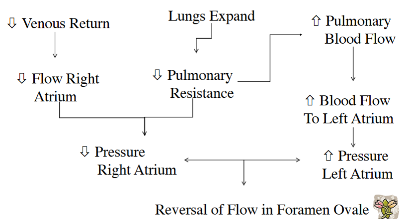 <p>Causes foramen ovale to close</p>