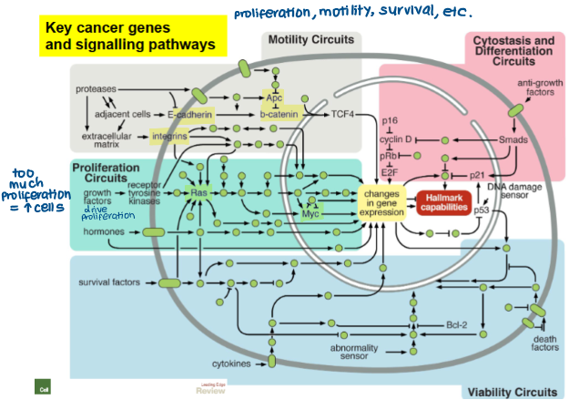 <ul><li><p>integrins</p></li><li><p>E-cadherin</p></li><li><p>APC</p></li><li><p>b-catenin</p></li></ul><p></p>