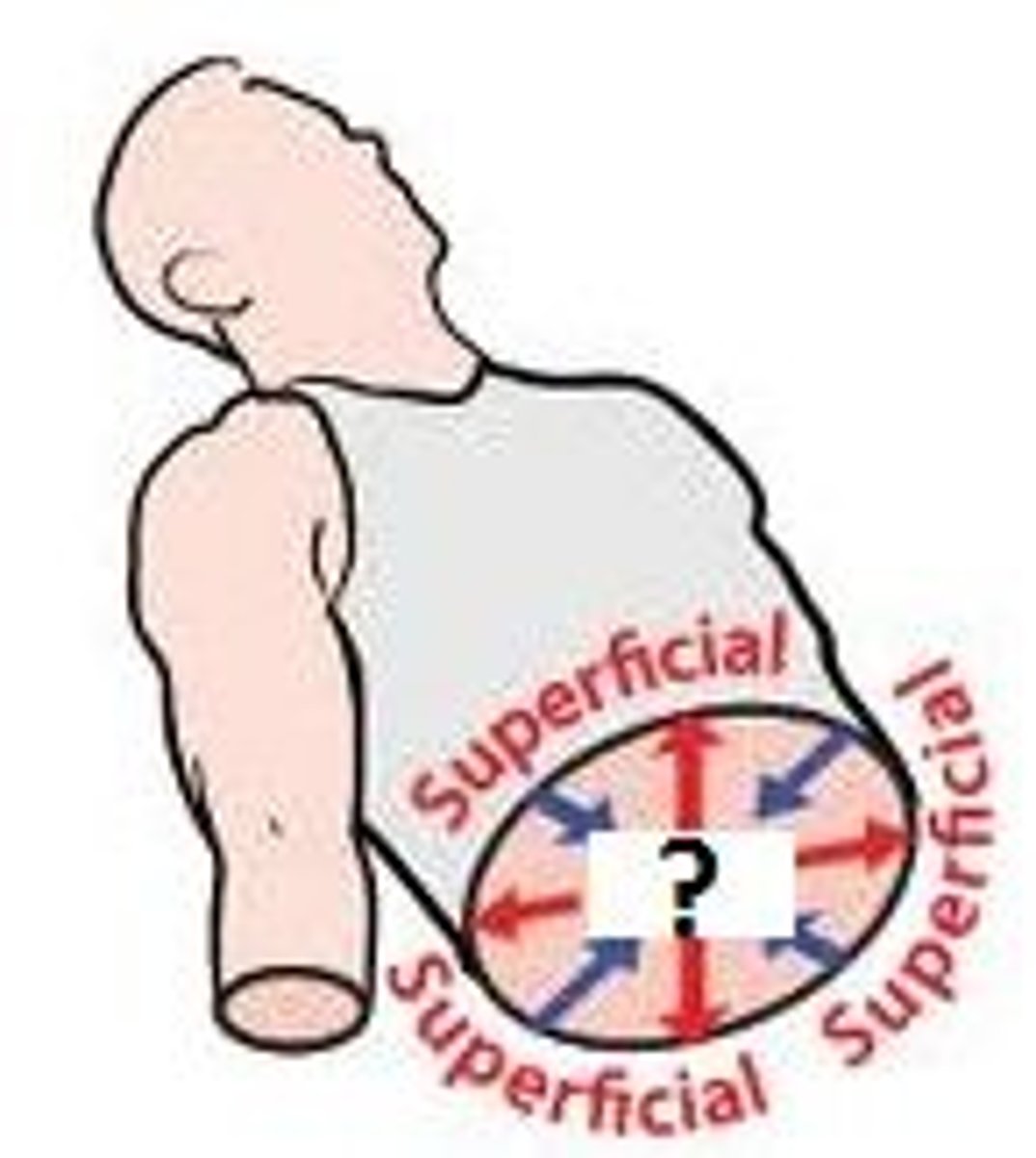 <p>-Away from the surface of the body (e.g., in kidney, the medulla is deep to the cortex)</p><p>-Opposite of superficial</p>