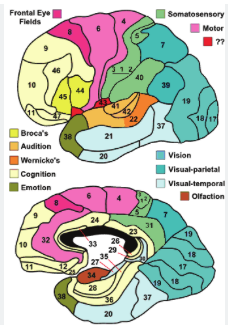 <p>BA 41, 42, 22: auditory </p>