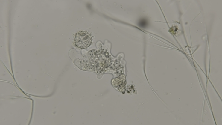 * Unicellular
* Phylum: amoebozoa
* Heterotrophic
* Move and eat using pseudopods