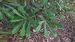 <p>Hard, leathery, evergreen foliage to prevent moisture loss.</p>